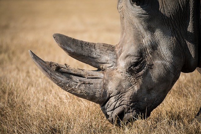 Coaching-Datenbank As troubling as it is, the rarer these trophy hunted animals become, the more hunters are willing to pay to kill them—like the American hunter who recently paid $350,000 to kill a critically endangered black rhino in Namibia.